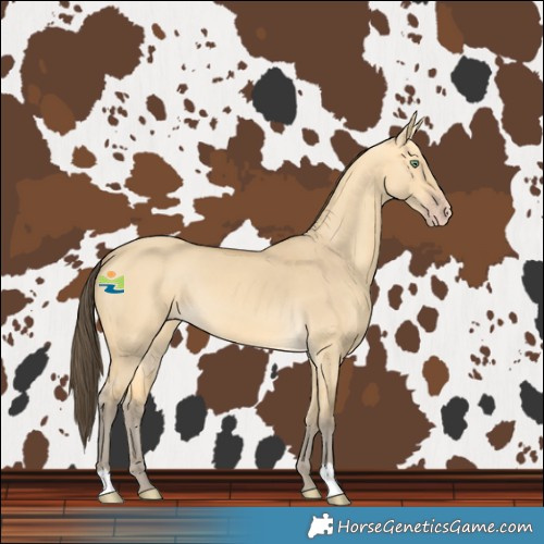Horse Color:Amber Cream Champagne Dun 