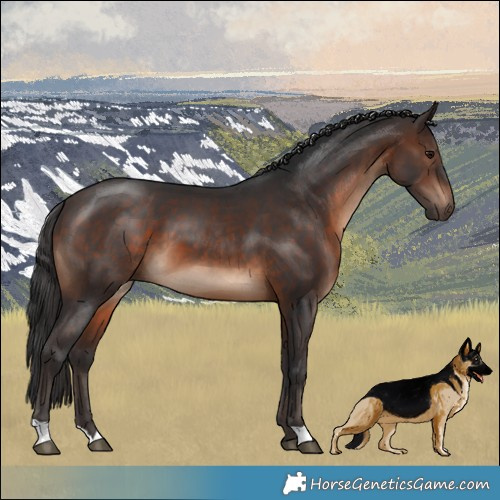 Horse Color:Brown 