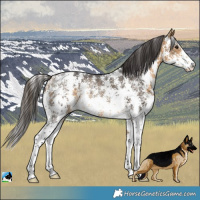 Horse Color:Buckskin Sabino Rabicano