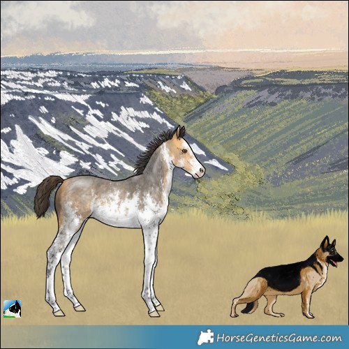 Horse Color:White Spotted Buckskin Mushroom Sabino 