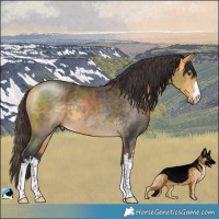 Horse Color:White Spotted Buckskin Mushroom
