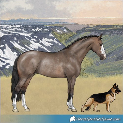 Horse Color:Brown Dun Rabicano