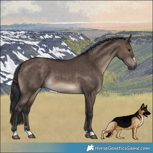 Horse Color:Brown Dun