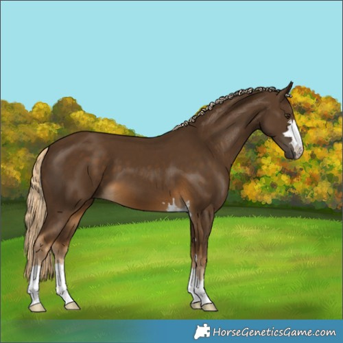 Horse Color:Chocolate Palomino 