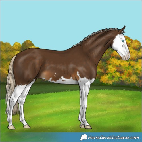Horse Color:Unknown 