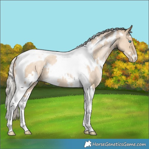 Horse Color:White Spotted Chocolate Palomino Pearl Dun Tobiano 