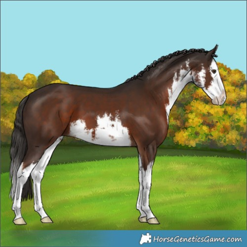 Horse Color:White Spotted Liver Chestnut Splash 