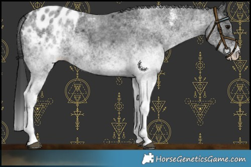 Horse Color:White Spotted Blue Roan Appaloosa 