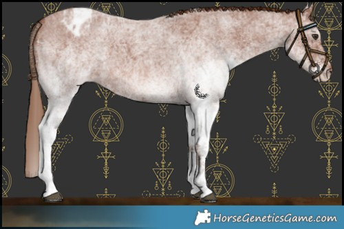 Horse Color:White Spotted Red Roan Appaloosa 