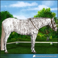 Horse Color:Liver Red Roan Blanket and White Spotted Liver Red Roan Blanket