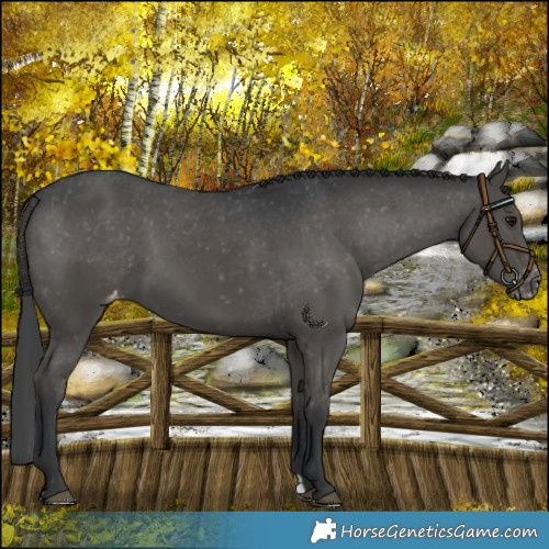 Horse Color:Black Appaloosa 