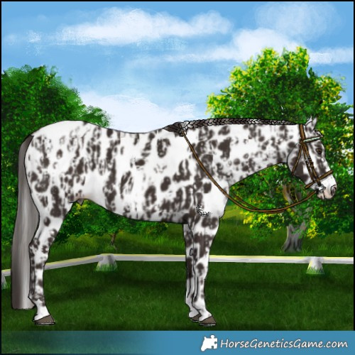 Horse Color:Liver Chestnut Appaloosa  and Liver Chestnut Appaloosa 