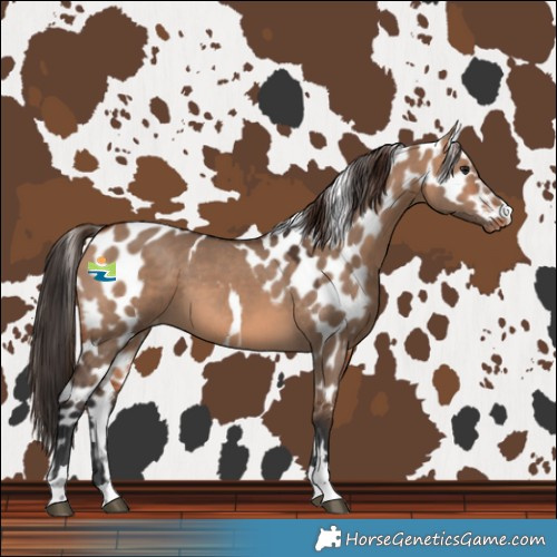 Horse Color:Bay Dun Skewed LP Spotted 
