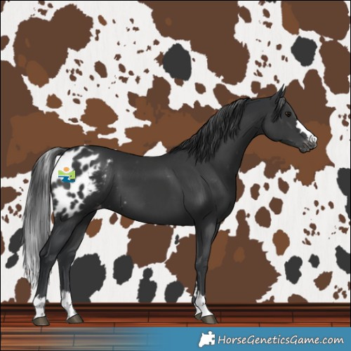 Horse Color:Black Skewed LP Spotted 