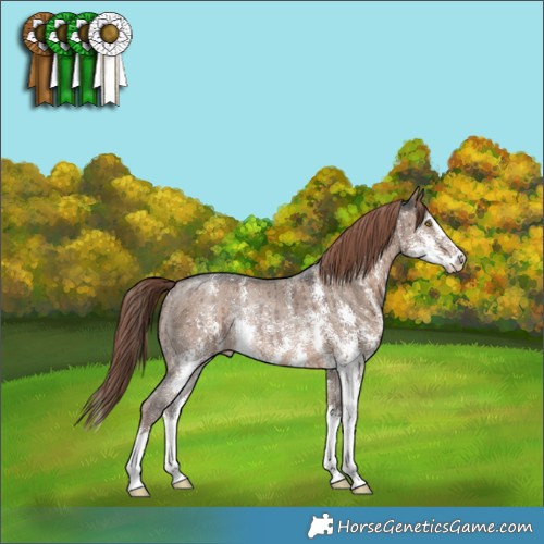 Horse Color:Liver Red Dun Sabino Rabicano Brindle 