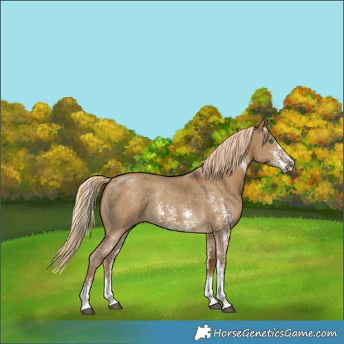 Horse Color:Chocolate Palomino Dun Sabino 