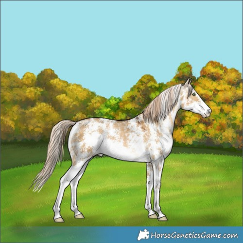 Horse Color:Chocolate Palomino Dun Sabino Rabicano 