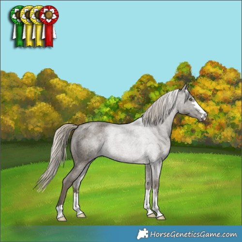 Horse Color:Silver Smoky Blue Roan Rabicano 