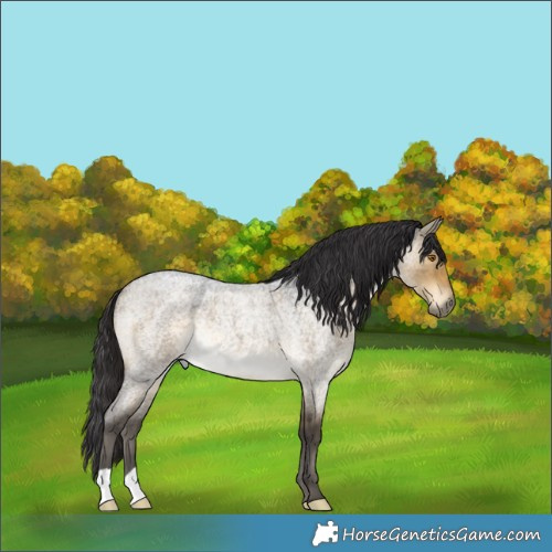 Horse Color:Buckskin Roan Dun Rabicano 