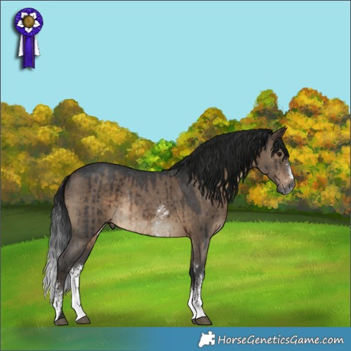 Horse Color:Gray Brown Dun Sabino Rabicano Brindle 