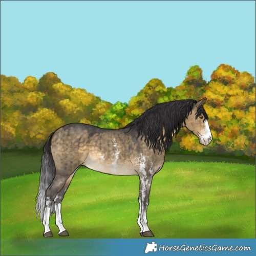 Horse Color:Buckskin Dun Sabino Brindle 