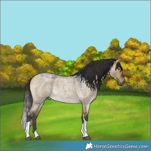 Horse Color:Buckskin Roan Dun Tobiano 