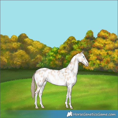 Horse Color:Chocolate Palomino Pearl Dun Sabino Appaloosa 