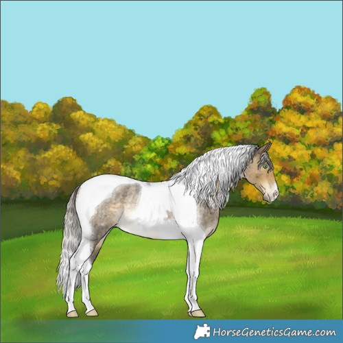 Horse Color:Silver Buckskin Roan Dun Tobiano Rabicano Brindle 