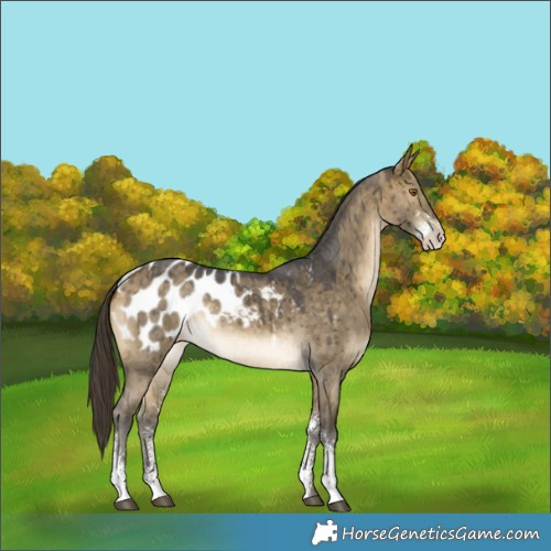 Horse Color:Buckskin Dun Sabino Appaloosa Rabicano Brindle 