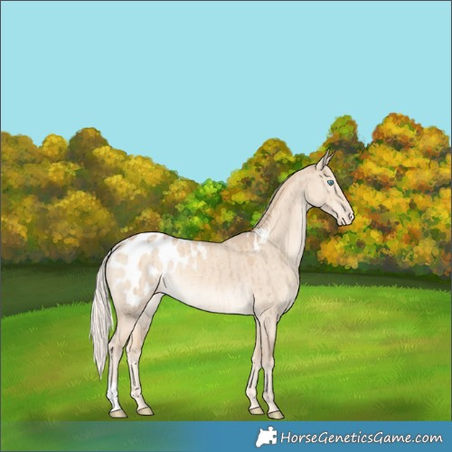 Horse Color:Cremello Dun Appaloosa Brindle 