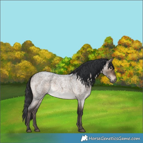 Horse Color:Brown Roan Dun Rabicano Brindle 
