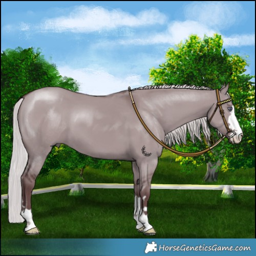 Horse Color:Chocolate Silver Smoky Grullo Chinchilla