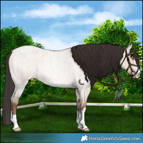 Horse Color:Sable Champagne Roan Dun Rabicano 