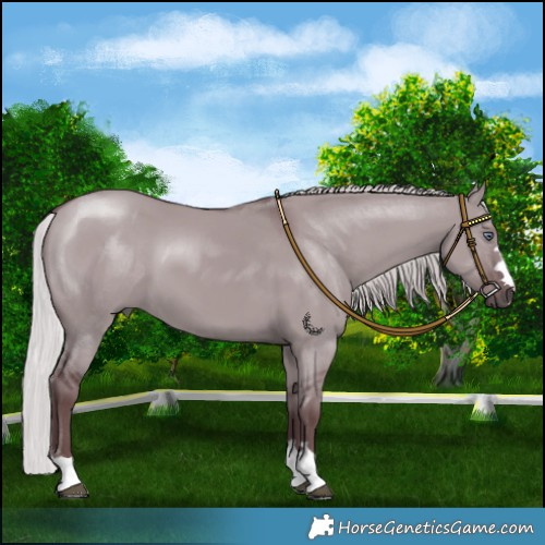 Horse Color:Chocolate Silver Grullo Chinchilla