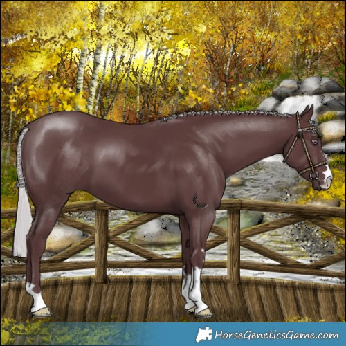 Horse Color:Chocolate Silver Black Chinchilla 
