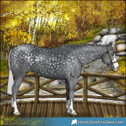 Horse Color:Silver Black Chinchilla 