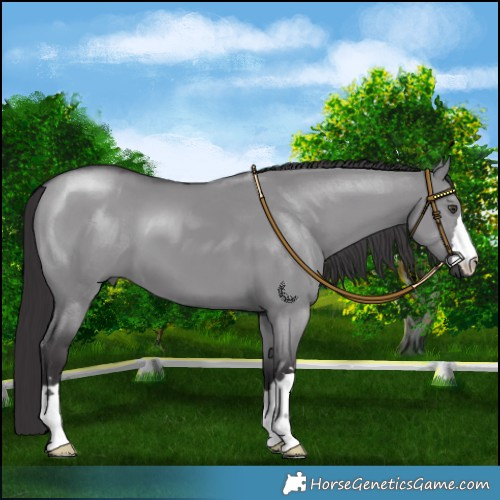 Horse Color:Smoky Grullo Chinchilla