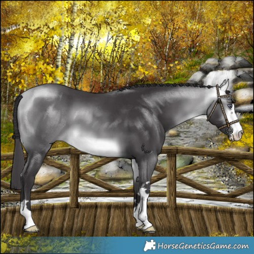 Horse Color:Buckskin Chinchilla