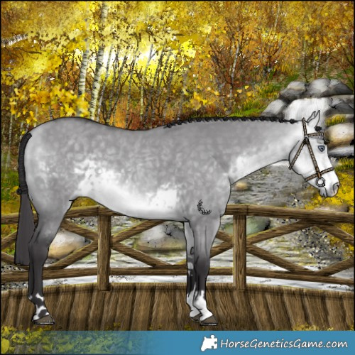 Horse Color:Buckskin Chinchilla Dun 
