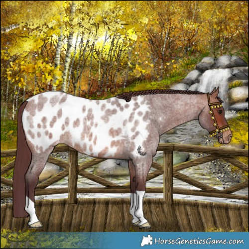 Horse Color:Chocolate Brown Roan Blanket