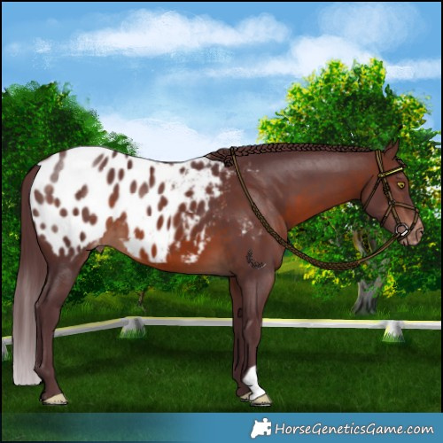 Horse Color:Chocolate Brown Appaloosa 