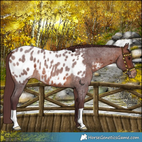 Horse Color:Chocolate Brown Roan Near Leopard