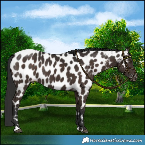 Horse Color:Liver Chestnut Appaloosa Rabicano 