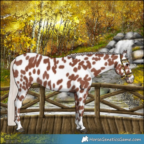 Horse Color:Chocolate Silver Black Near Leopard 