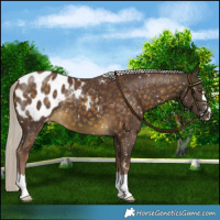 Horse Color:Chocolate Silver Buckskin Appaloosa 