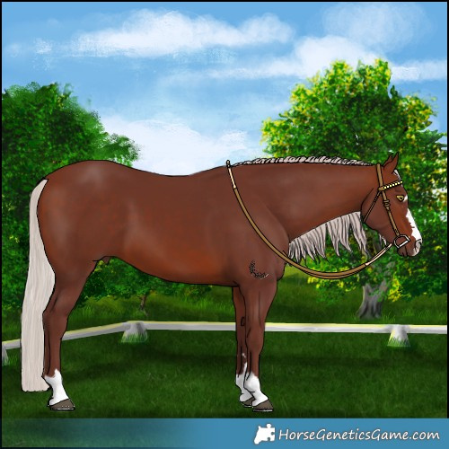 Horse Color:Chocolate Silver Brown 