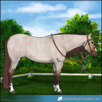 Horse Color:Chocolate Bay Roan Dun