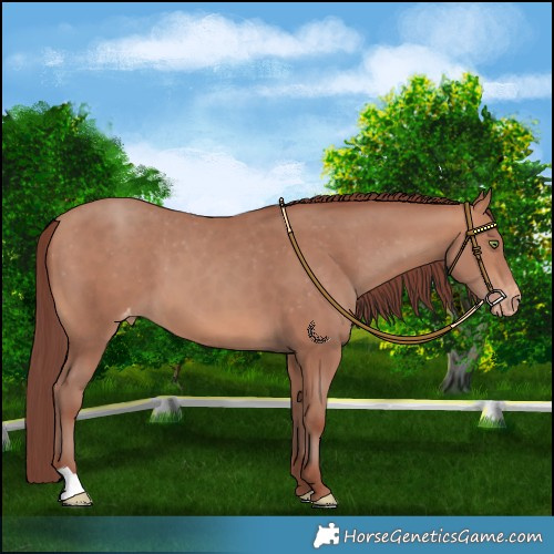 Horse Color:Chocolate Sable Champagne Varnish 