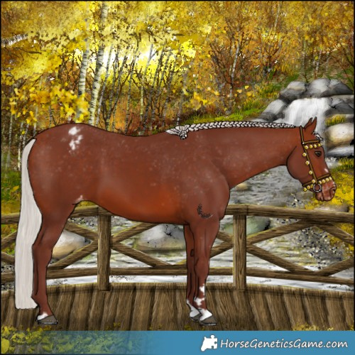 Horse Color:Chocolate Silver Brown Varnish