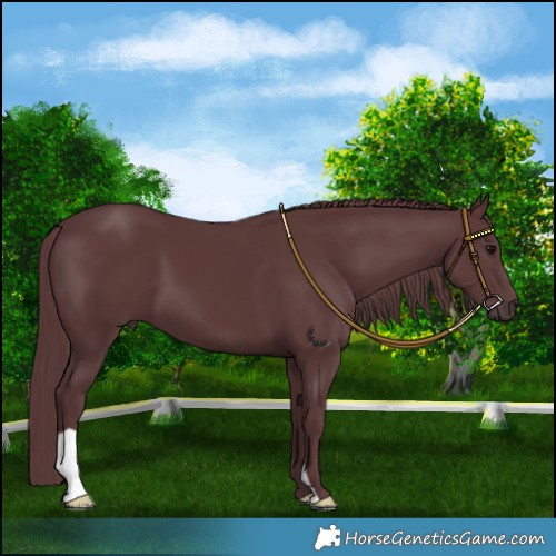 Horse Color:Chocolate Black